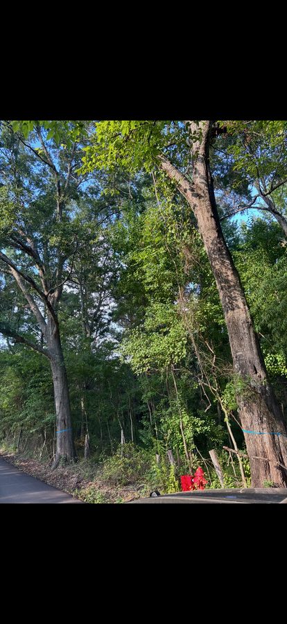 Large commercial cleared site