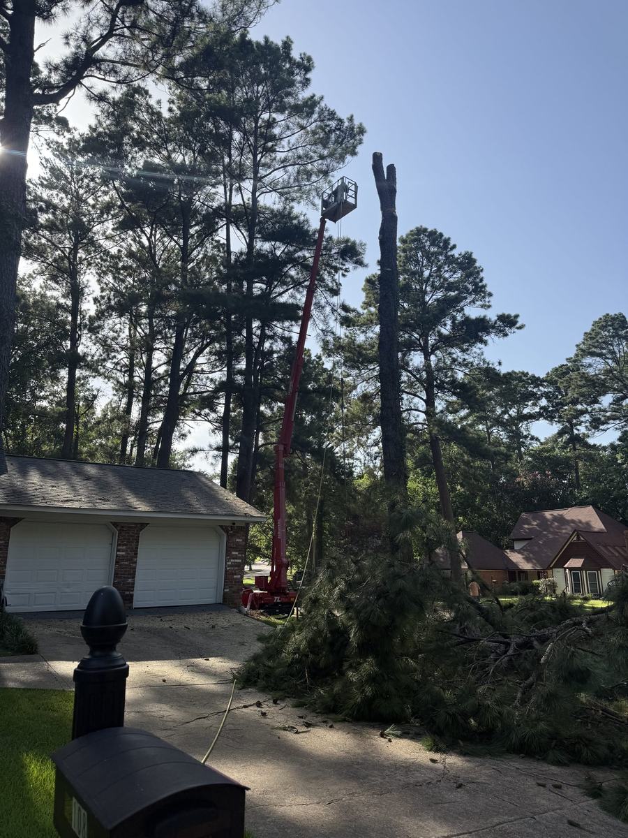 Crane-assisted tree removal by Eaves Enterprises in Central Mississippi