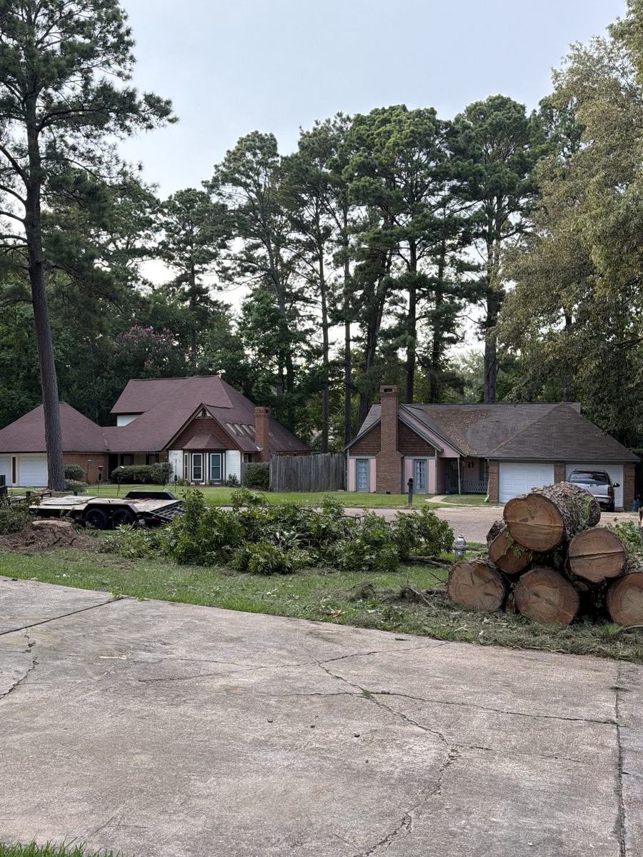 Logs cut and stacked after a tree removal in Madison MS